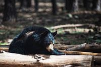 Slapende zwarte beer in Bearizona Wildlife Park