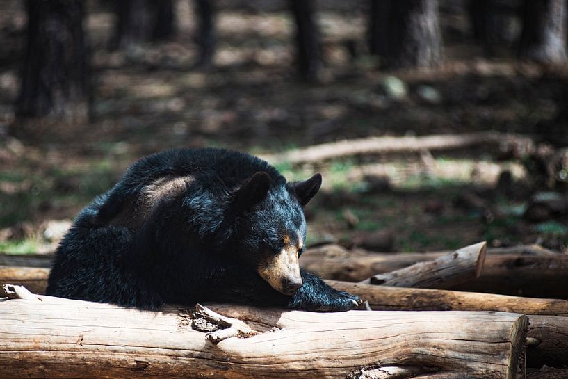 Sleeping black bear in Bearizona Wildlife Park by Nicolas Ros
