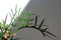 Philodendron tortum 2