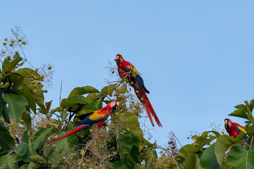 Perroquet (aras à ailes jaunes) Costa Rica par Merijn Loch