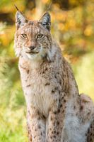 Luchs