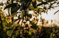 Goldener Sommerabend