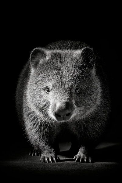 Wombat par Poster Art Shop