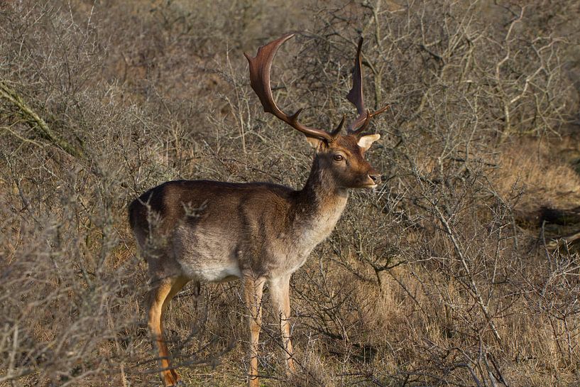een hert met een prachtig gewei by Wesley Klijnstra