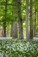 Des hêtres dans un tapis d'ail des ours