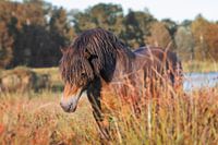 Exmoor stallion in Friesland
