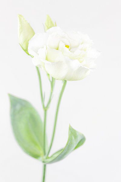 &quot;High key&quot; flower color 5 by Albert Mendelewski