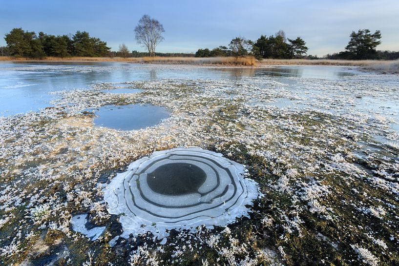 Gefrorene Niedermoore in einer Winterlandschaft, Buurserzand, Overijssel, Niederlande von Nature in Stock