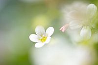 Small flower in focus