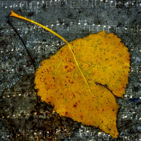 Das Notenblatt von Christine Nöhmeier