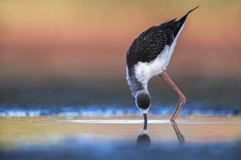 Black-winged Stilt, Himantopus himantopus by Beschermingswerk voor aan uw muur