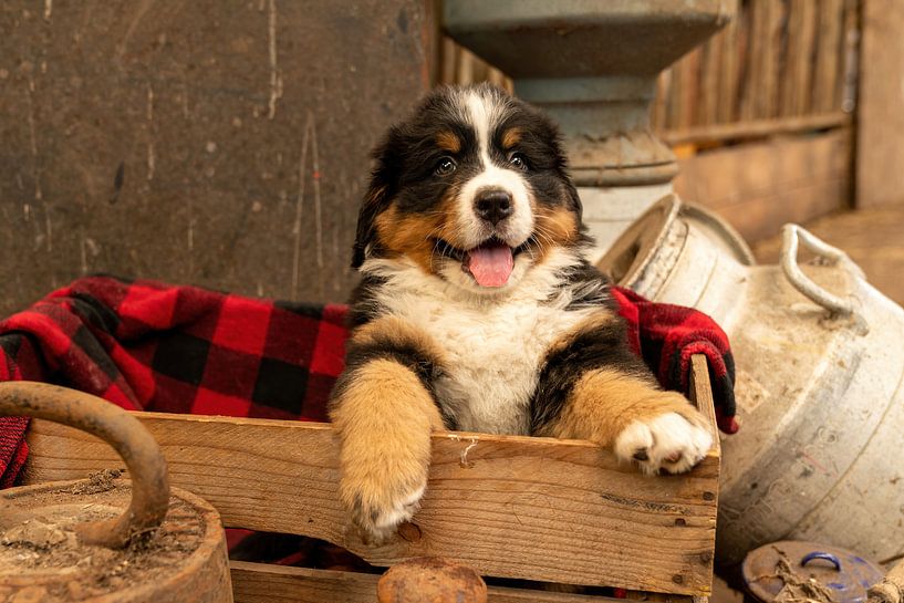 Guusje, le chiot bernois par Bob de Bruin