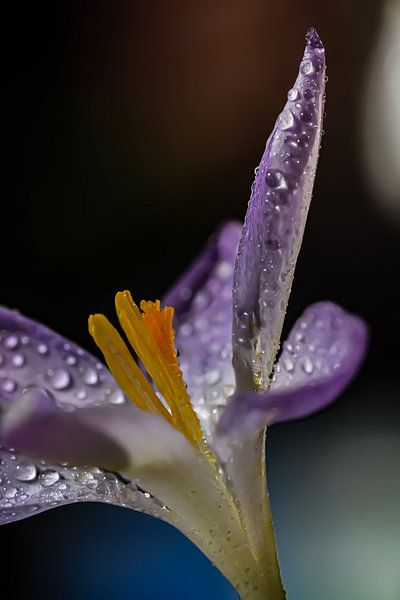 Crocus by Esther van Dijk