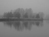 Arbres dans le brouillard