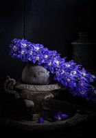 Donker stillleven met intens blauwe Delphinium bloem. Dark stilllife with an electric blue Delphiniu