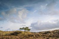 Strijklicht in Terschelling's duinen