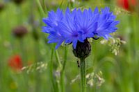 Fourmi en route pour devenir bleue