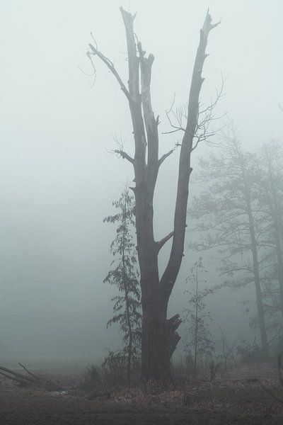 alter Baum im Nebel von Marc-Sven Kirsch