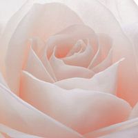 Pastel pink rose in close-up