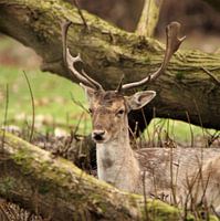 Prachtig damhert met mooi gewei.