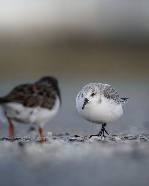 Sanderling von Tom Zwerver