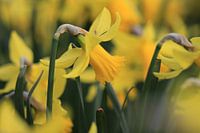 Daffodils