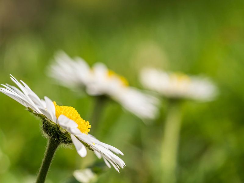 Vergeet-mij-nietje von Raymond Schrave