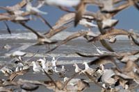 Gruppe von Heringsmöwen bei der Nahrungssuche in der Brandung