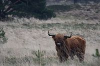 A Scottish highlander