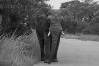 Zwart wit foto Olifant