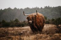 Scottish Highlander on the westerheide