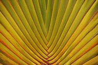 Palm Leaf