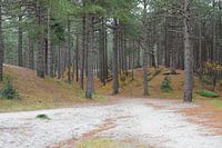 chemin à travers les dunes