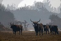 Alter Westen in den neuen Niederlanden