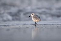 Bécasseau sanderling en plumage d'hiver