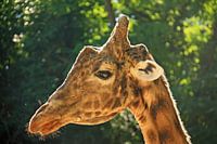 Giraf in the biopic zoo 