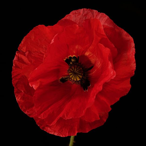 poppy by Saskia Schotanus