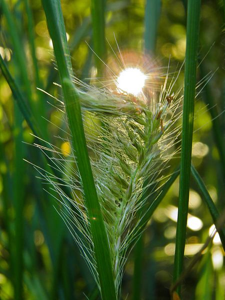 Le petit coucher de soleil par RuxiQue
