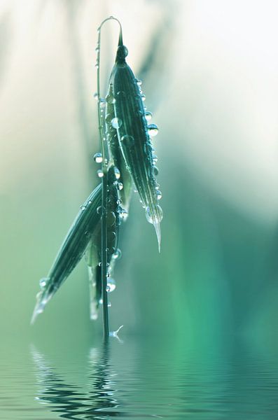 Tautropfen von Violetta Honkisz