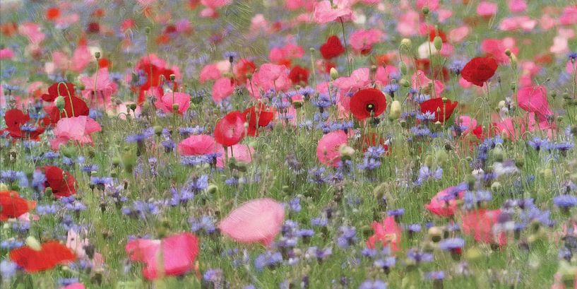 poppy bouquet by Yvonne Blokland