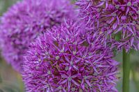 Allium paarse sensatie