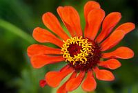 Zinnia
