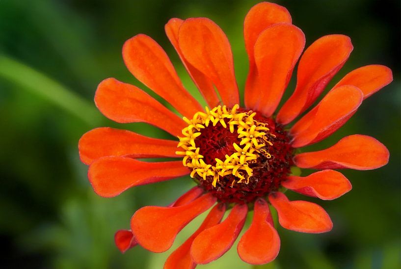 Zinnia par Maickel Dedeken
