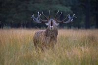 L'art de l'impression