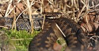 adder