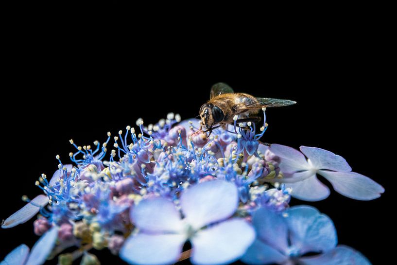 Hoverfly on purple flowers by Jayzon Photo