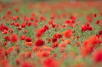 Les champs de Flandre où poussent les coquelicots