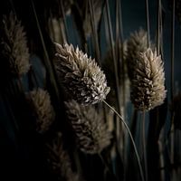 Kanarisches Gras - quadratisch