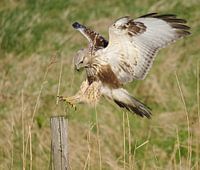 Junger Waldfußbussard (Buteo lagopus) landet auf einer Holzstange, Zeeland
