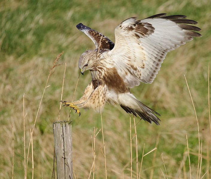 Junger Waldfußbussard (Buteo lagopus) landet auf einer Holzstange, Zeeland von Nature in Stock